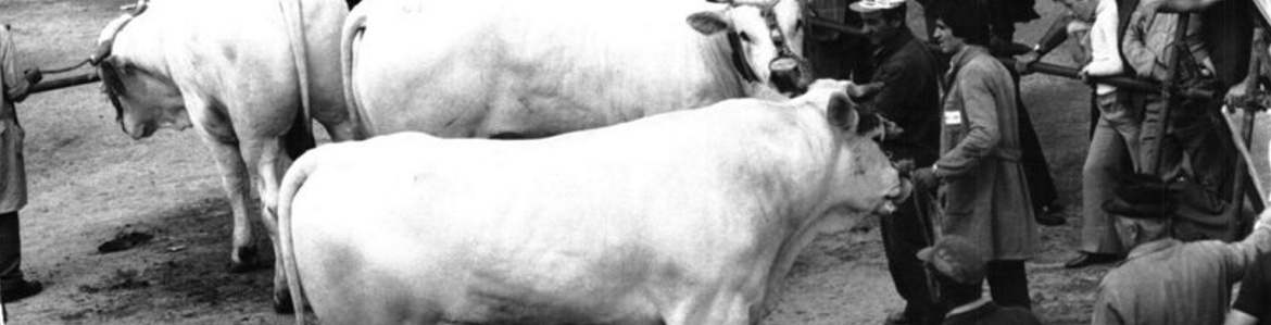 Mengozzi Carni srl - Un’origine lontana e ben saldata nel tempo